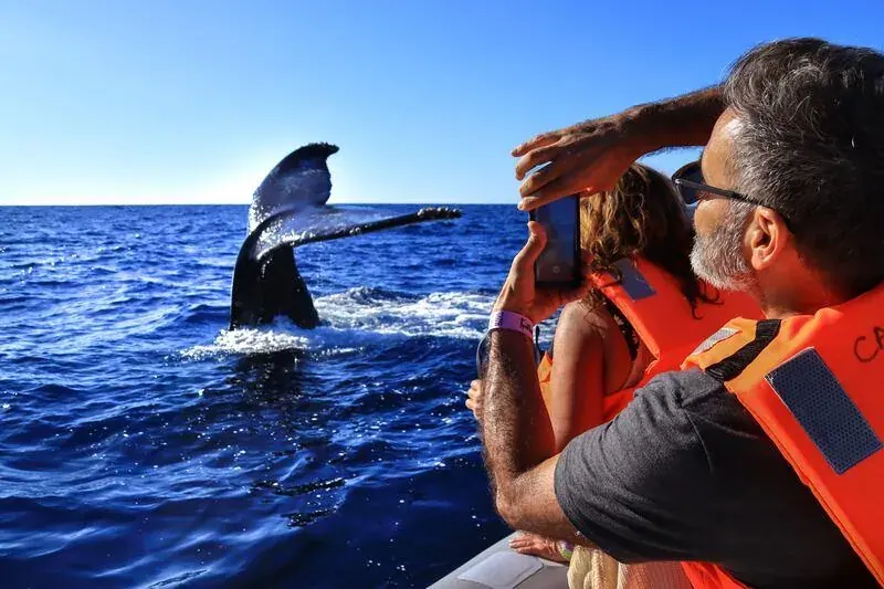 Avistamiento de ballenas